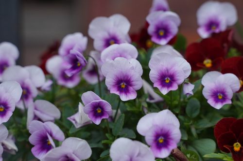 Free A captivating close-up of purple and white pansies in full bloom, showcasing their vibrant colors. Stock Photo