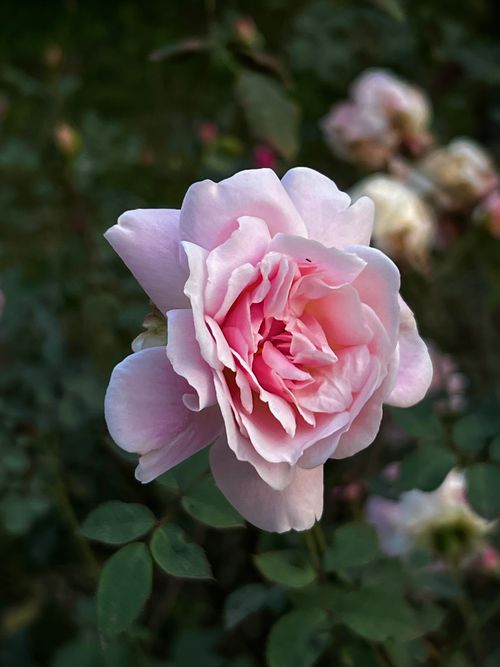 Free Close-up of a pink rose in a garden setting, showcasing its delicate petals. Stock Photo