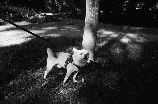 lisbon park dog