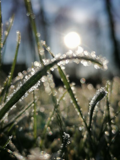 Free stock photo of frost, grass, sunny Stock Photo
