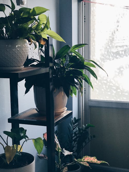 бесплатная Зеленое растение в горшке возле двери металлического каркаса Стоковое фото