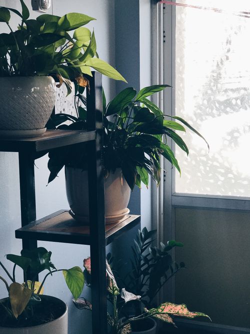 Free A serene indoor scene with various potted houseplants basking in natural sunlight by the window. Stock Photo