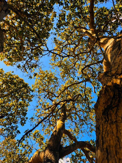 Free A stunning view of sunlight streaming through a vibrant forest canopy in Gia Lai, Vietnam. Stock Photo