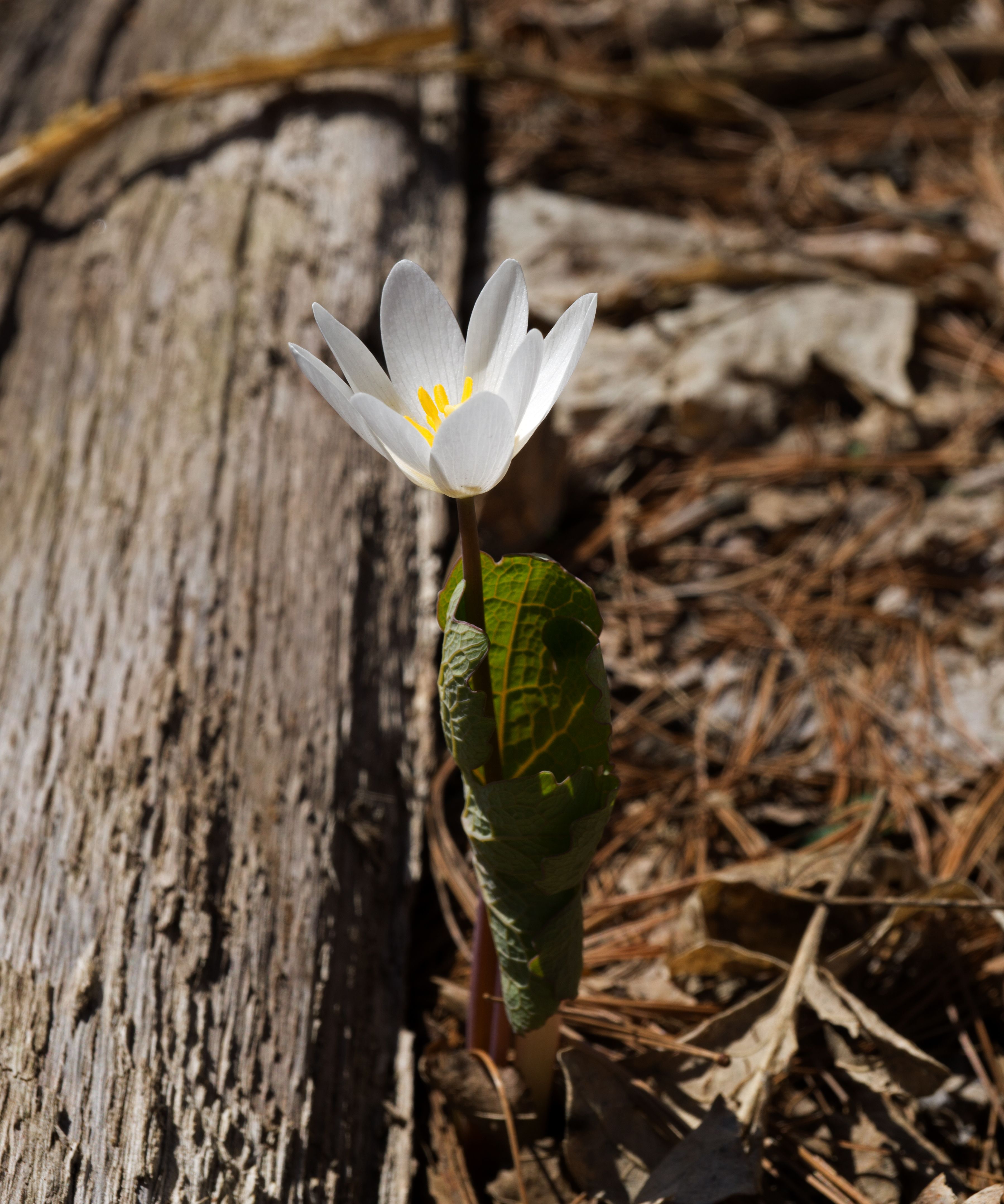 Bloodroot Wildflower Blooming in Spring Forest · Free Stock Photo
