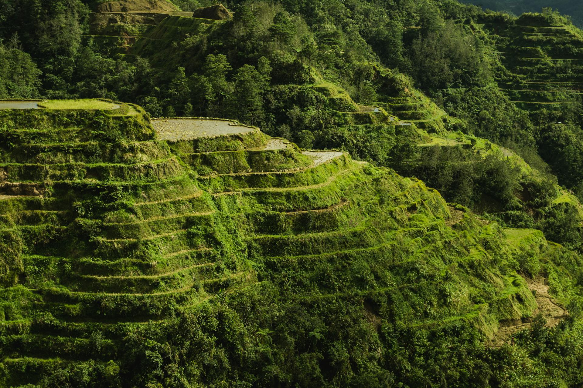 Scenic Photo Of Rice Terraces During Daytime