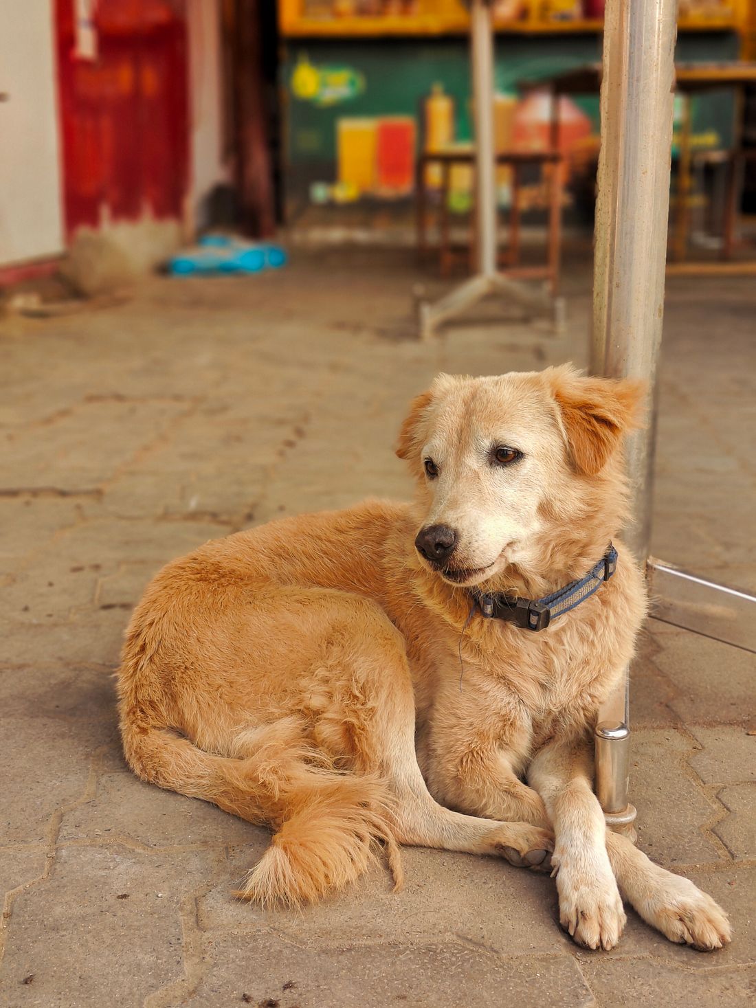 Dog-Friendly Restaurants in Austin: Patios, Shade & Dog Runs - 2