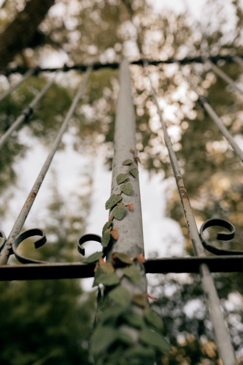 Free Close-up of a rustic iron gate outdoors with climbing plants, set against a blurred natural backdrop. Stock Photo