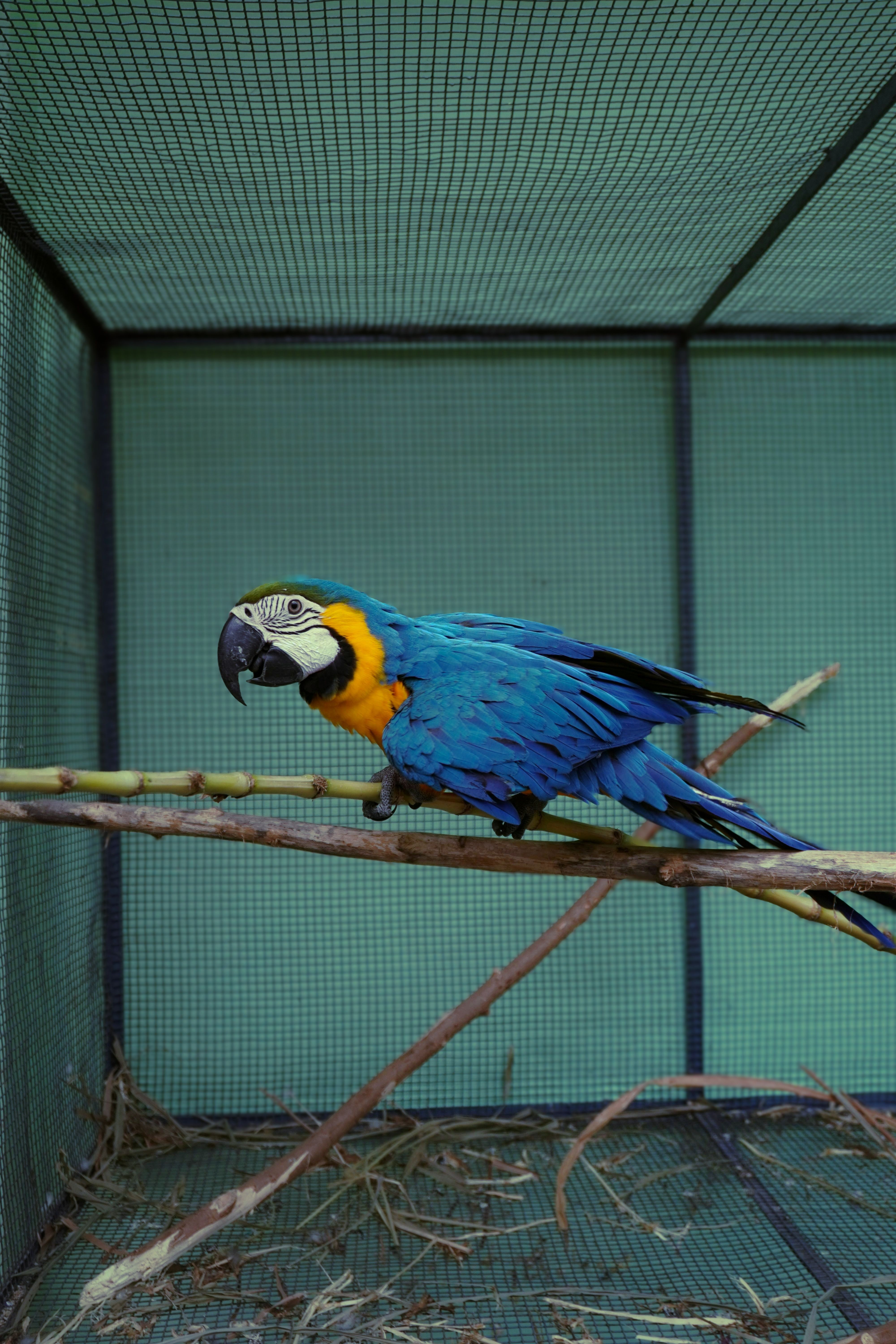 Vibrant Blue and Gold Macaw in Cage · Free Stock Photo