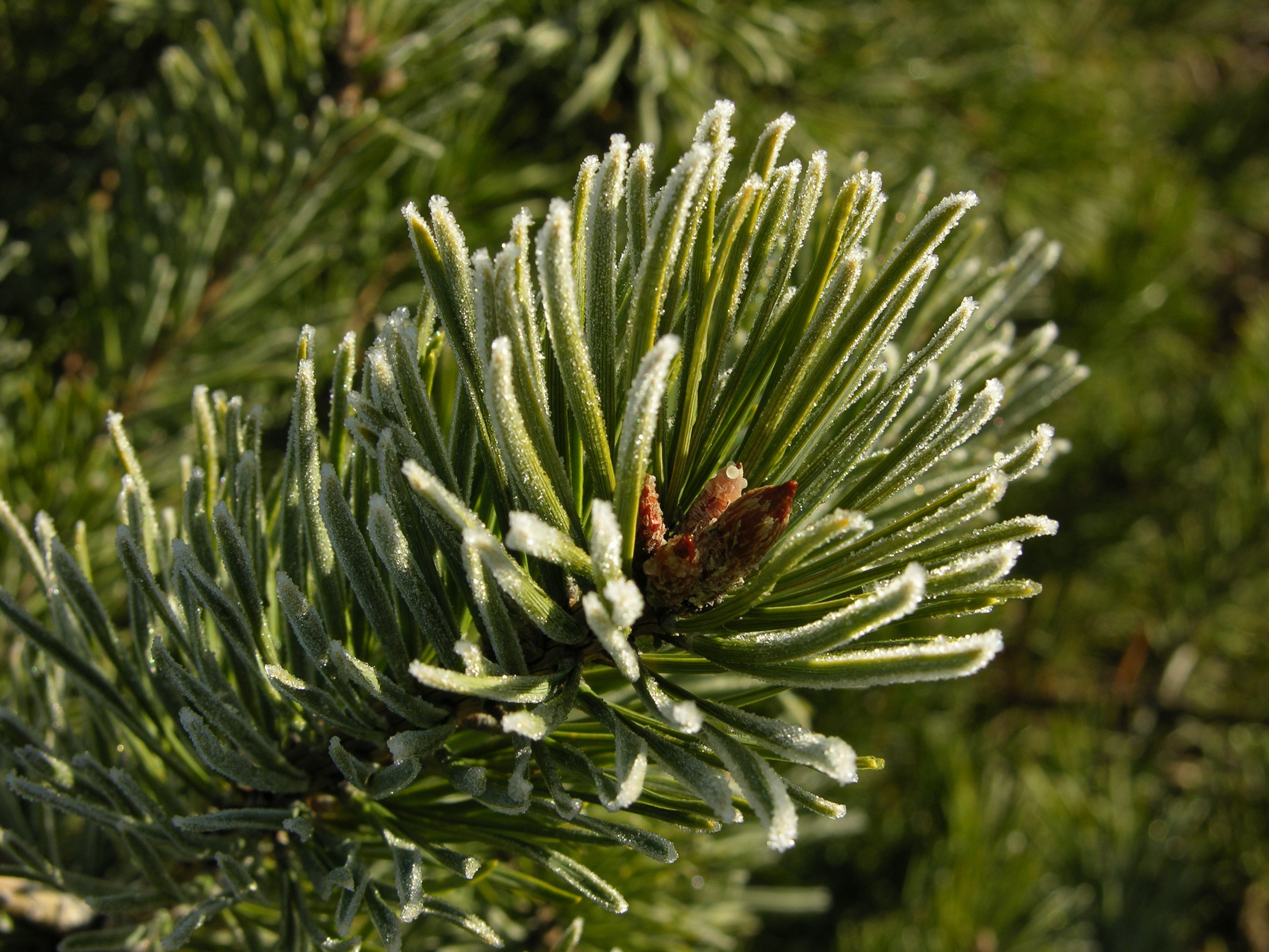 Close-up of Pine Needles with Frost Highlighting Winter · Free Stock Photo