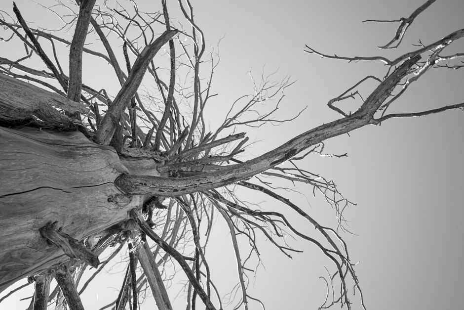 Dramatic bare tree branches against sky — dormant tree pruning in fall Surrey BC