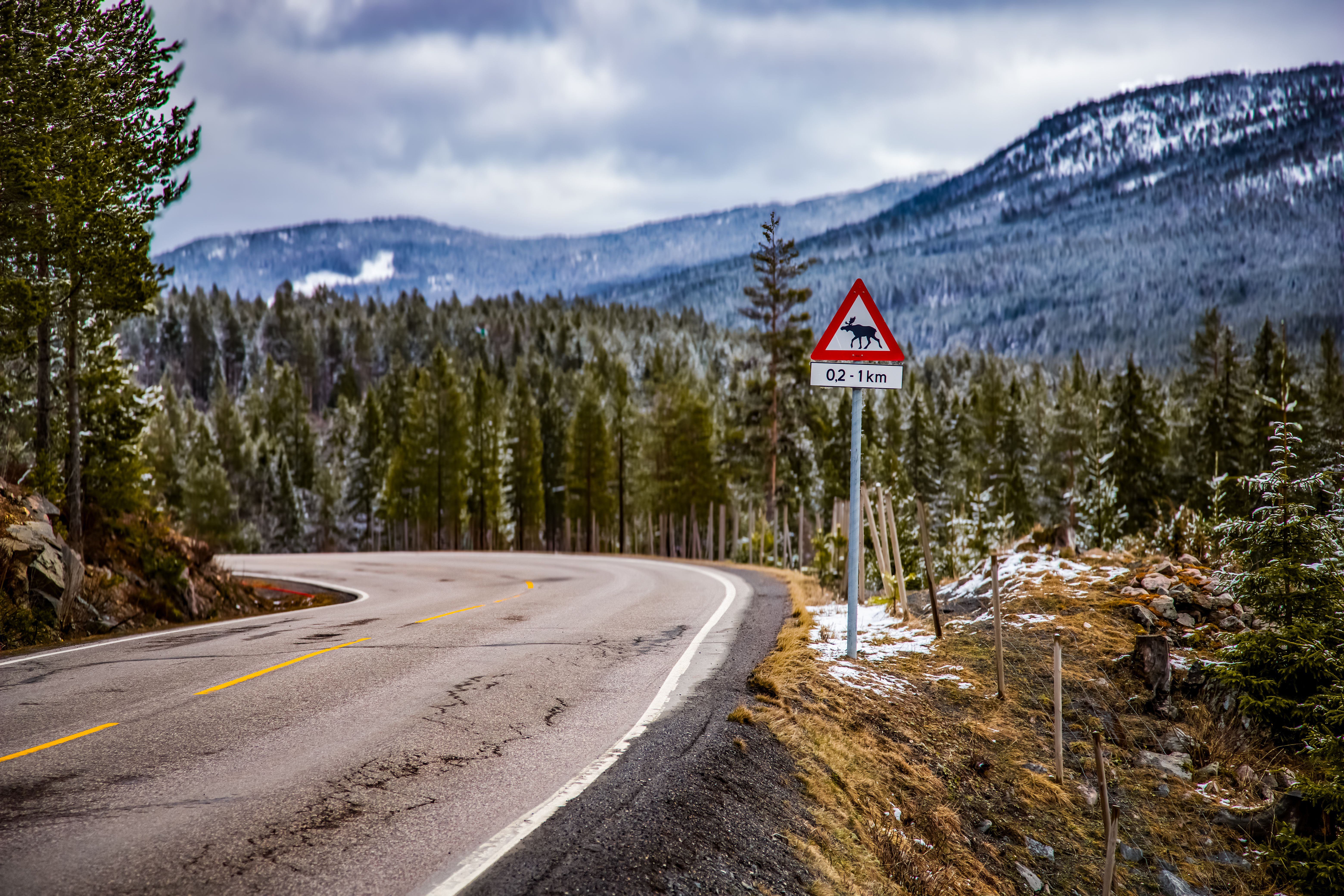 Scenic Mountain Road with Moose Warning Sign · Free Stock Photo