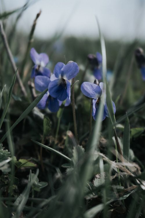 Free Close-up of vibrant purple wildflowers in the lush grasslands of Oghuz, Azerbaijan. Stock Photo