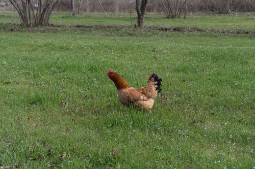 Free A hen walks freely in a green field in Oghuz, Azerbaijan, showcasing natural farming. Stock Photo
