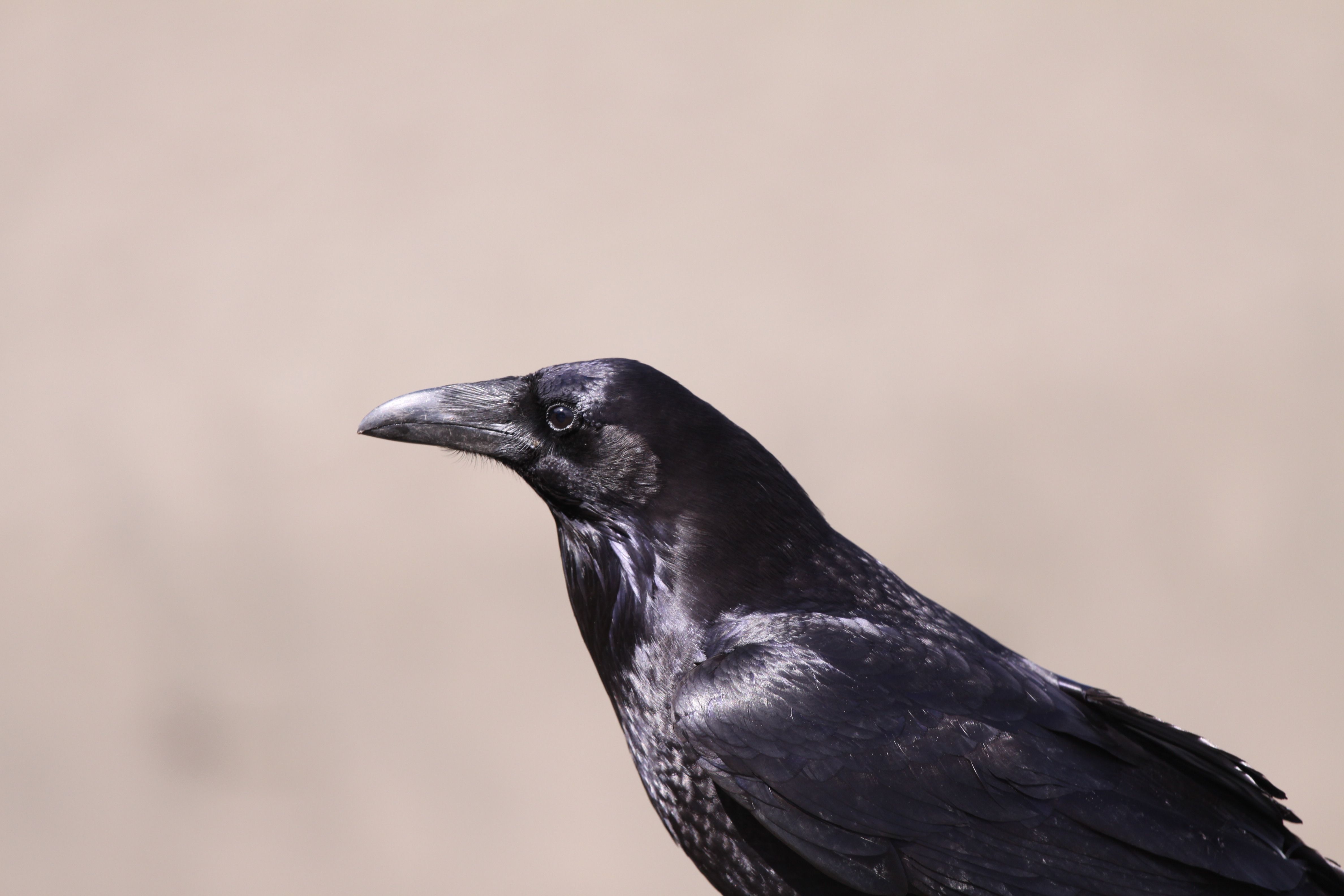 Close-up of Majestic Black Raven in Profile · Free Stock Photo