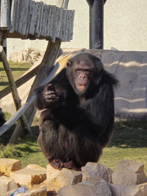 Free A chimpanzee sitting on rocks in a zoo, displaying natural behavior. Stock Photo