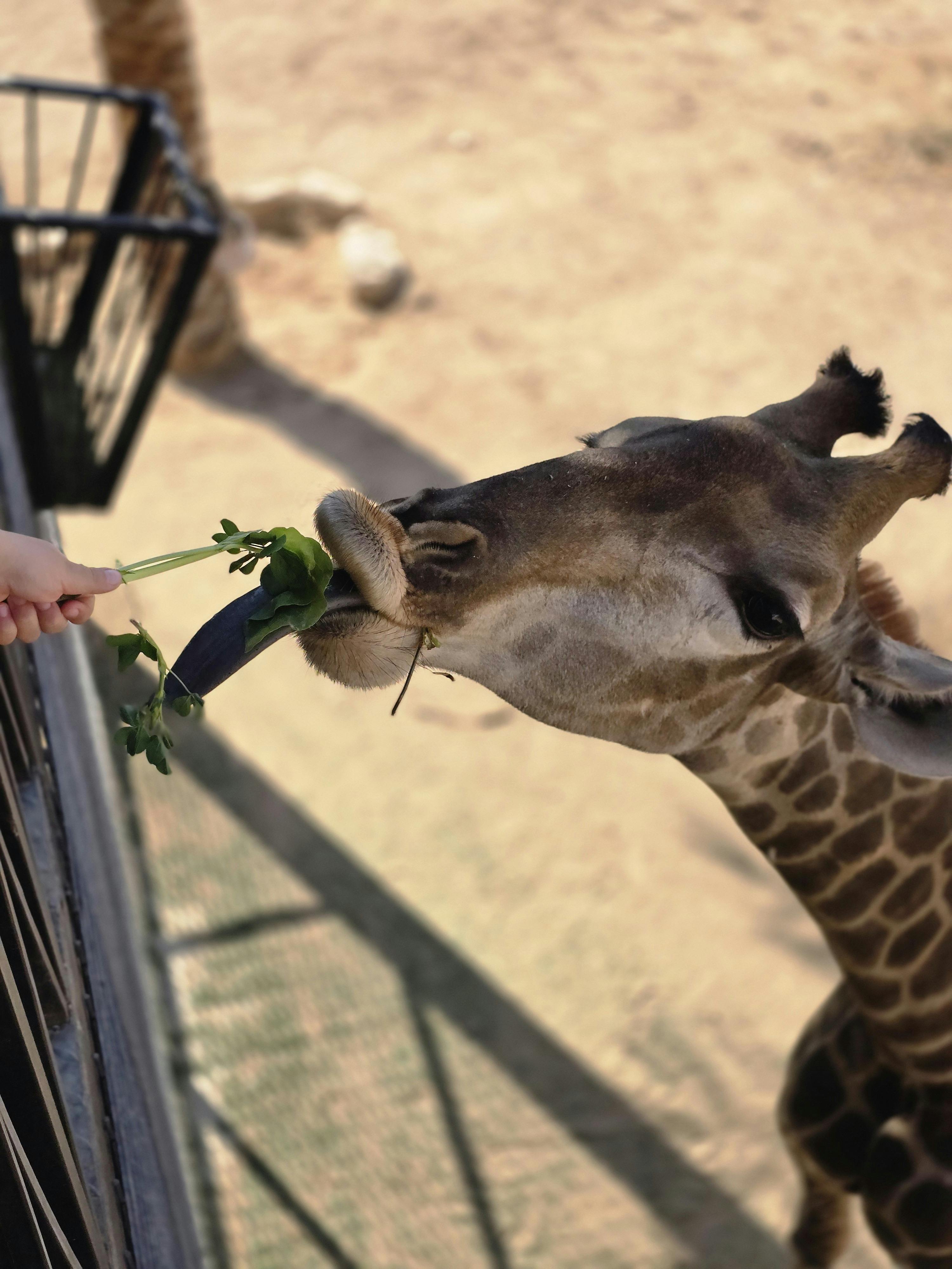 Feeding giraffe at Giraffe Centre Nairobi