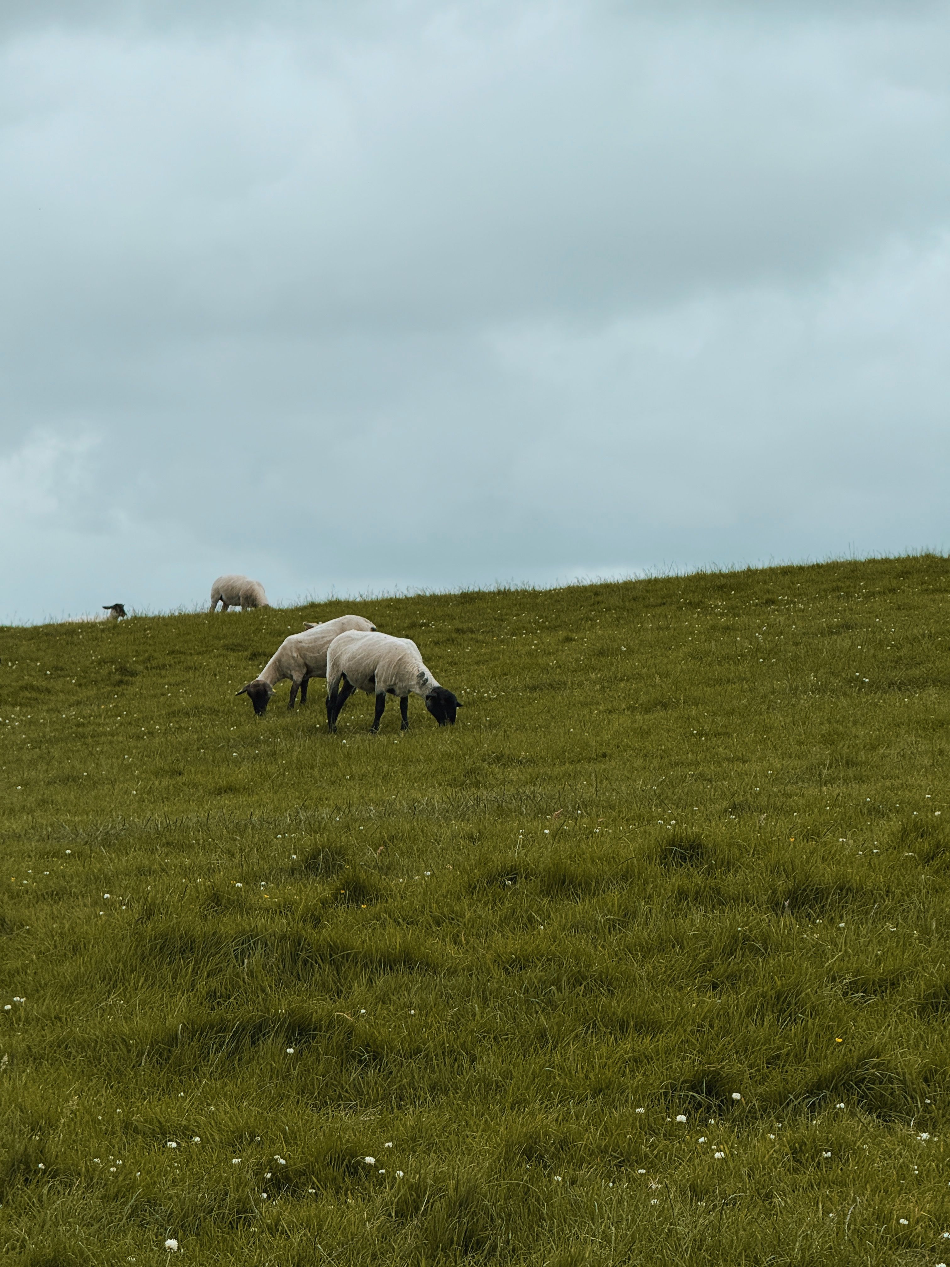 Serene scene of sheep peacefully grazing on a lush, green Irish hillside under a cloudy sky.