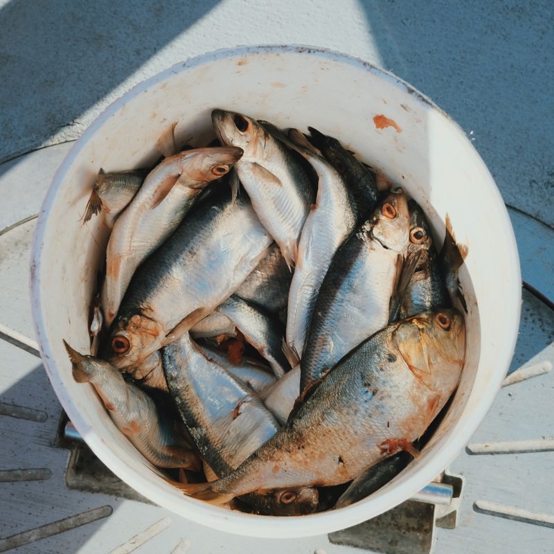 Classic New England Fish Chowder