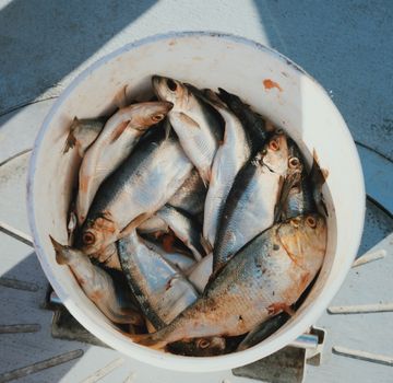 A fresh catch of fish in a white bucket on a fishing boat in Maine.