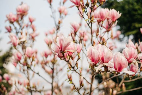 Free Vibrant pink Magnolia flowers bloom on tree branches during springtime, showcasing nature's beauty. Stock Photo