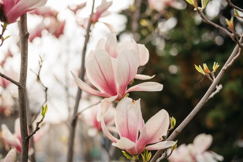 Free Close-up of pink magnolia flowers blooming on branches with blurred background in spring. Stock Photo