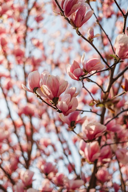 Free Beautiful pink magnolia flowers blooming on branches, signaling the arrival of spring. Stock Photo