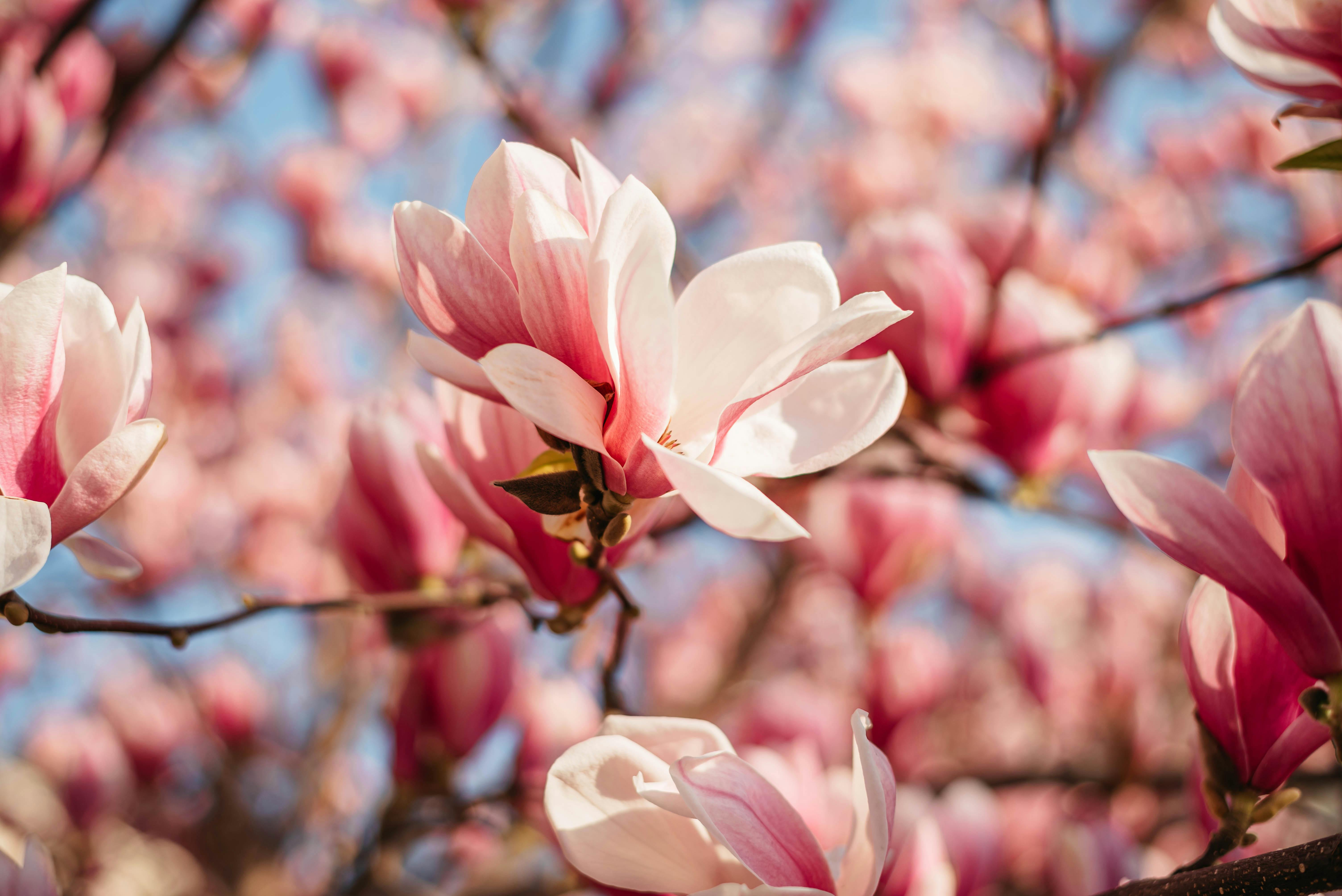 Magnolia’s AAA Hobbies To Close 2026 (Second Half). Iconic Hobby- Craft Emporium — Photo by Olga Solodilova on Pexels