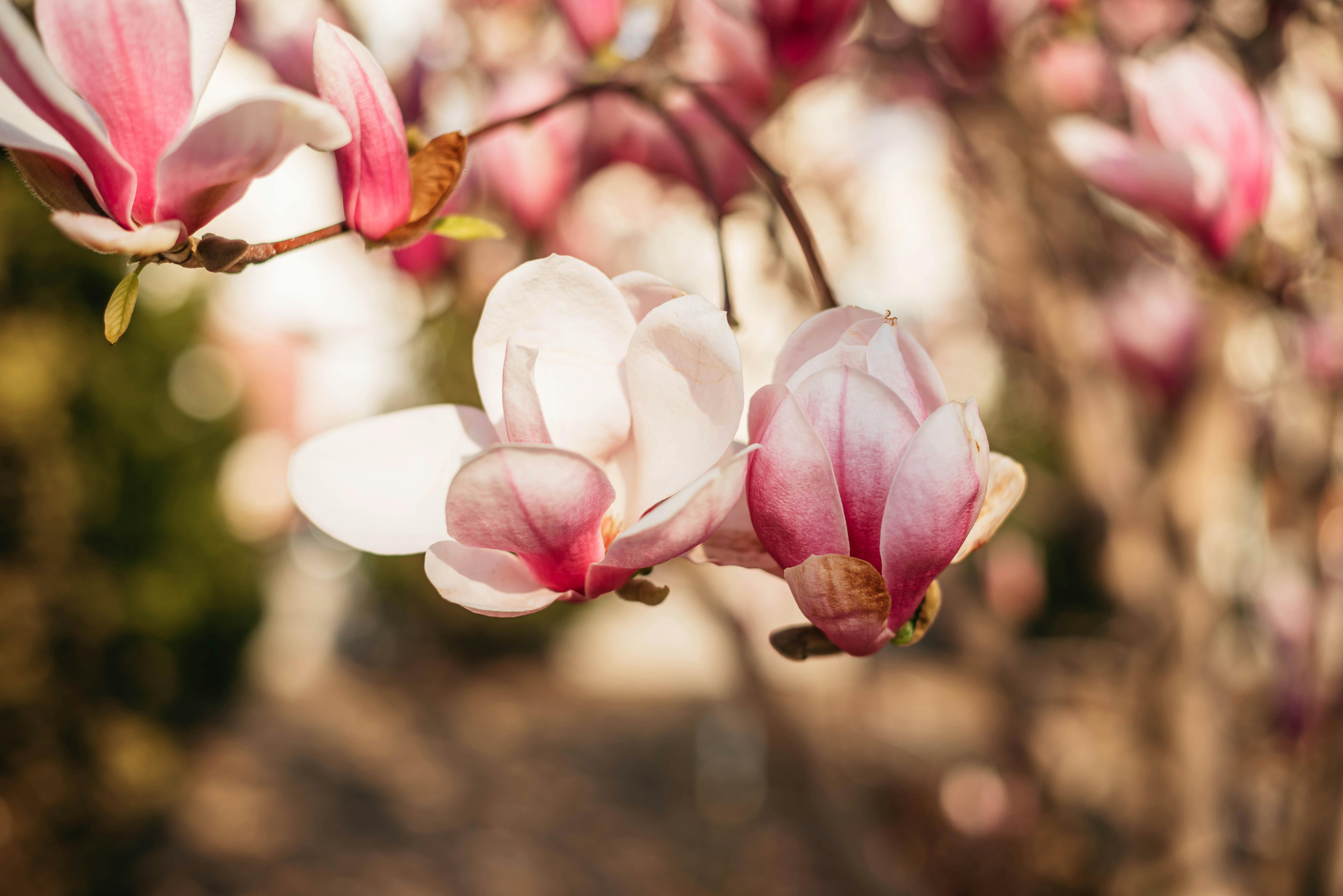 Magnolia’s AAA Hobbies To Close 2026 (Second Half). Iconic Hobby- Craft Emporium — Photo by Olga Solodilova on Pexels
