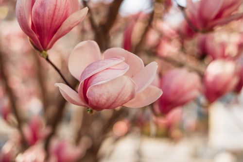 Free Vibrant pink magnolia flowers blooming in springtime, showcasing natural beauty and elegance. Stock Photo