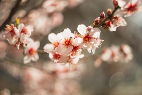 Free Delicate cherry blossom flowers in full bloom on a sunny spring day, capturing nature's beauty. Stock Photo