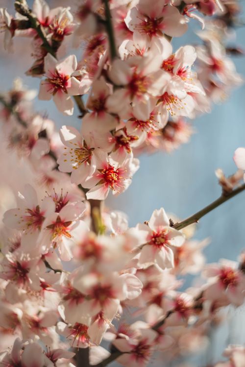 Free Close-up of delicate almond blossoms on a branch against a blue sky, capturing spring's essence. Stock Photo