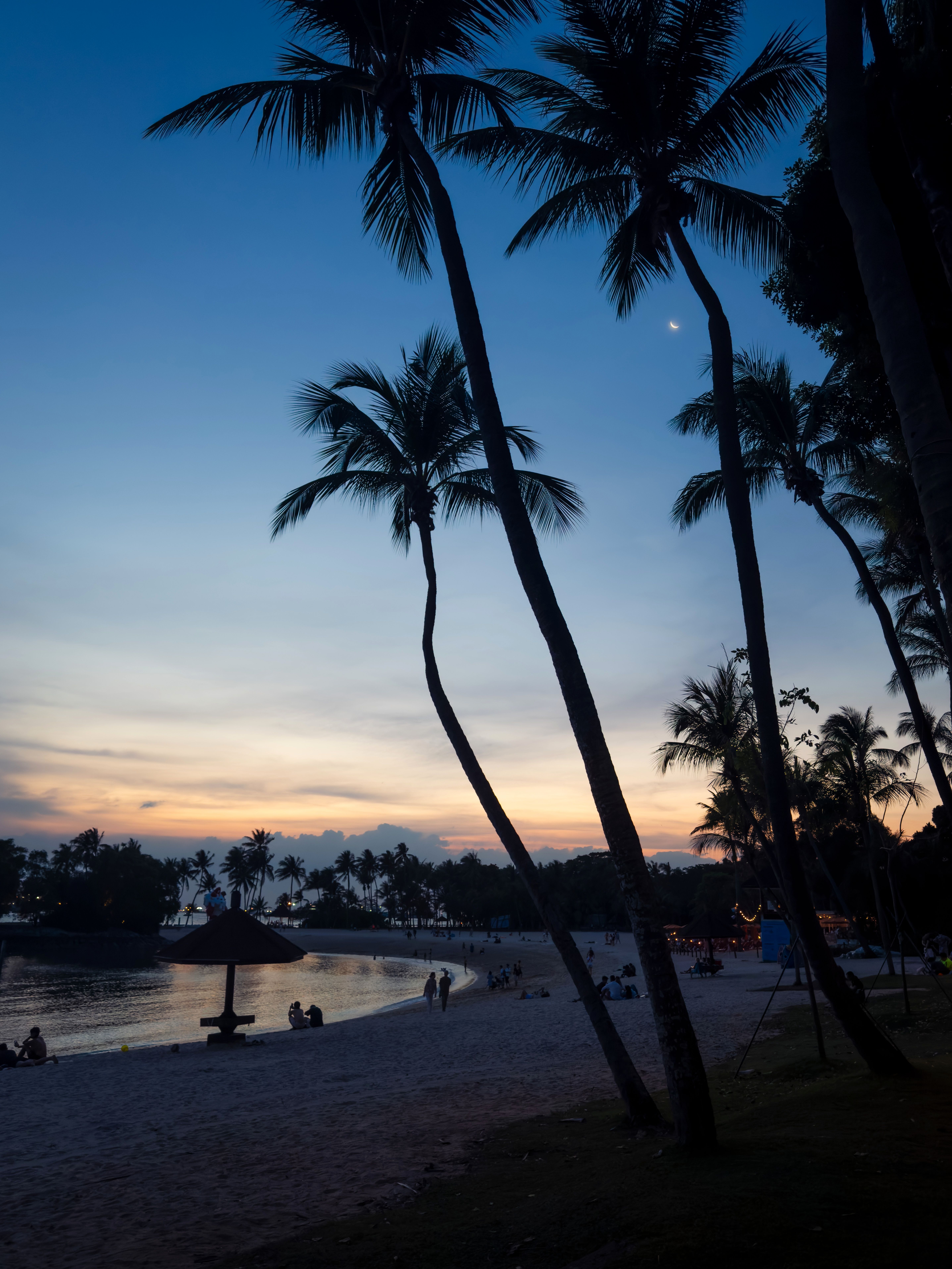 Serene Tropical Beach at Sunset with Palm Trees · Free Stock Photo