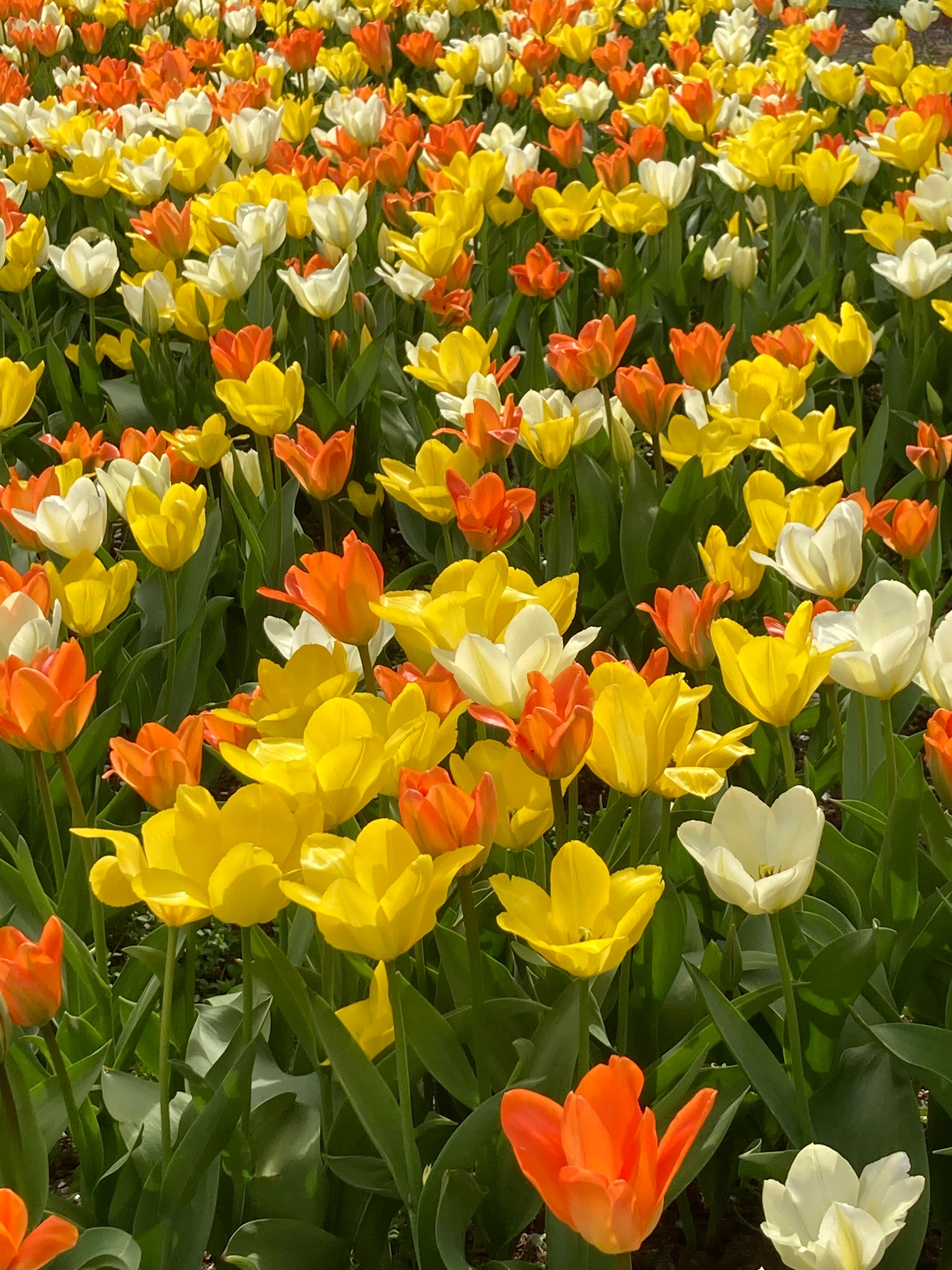 Vibrant Spring Tulips in Full Bloom · Free Stock Photo