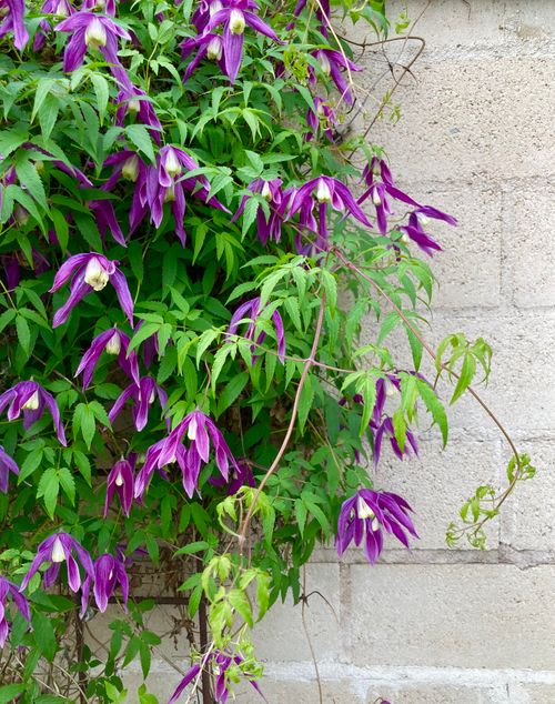 Free Purple clematis flowers cascading on a brick wall create a vibrant garden scene. Stock Photo