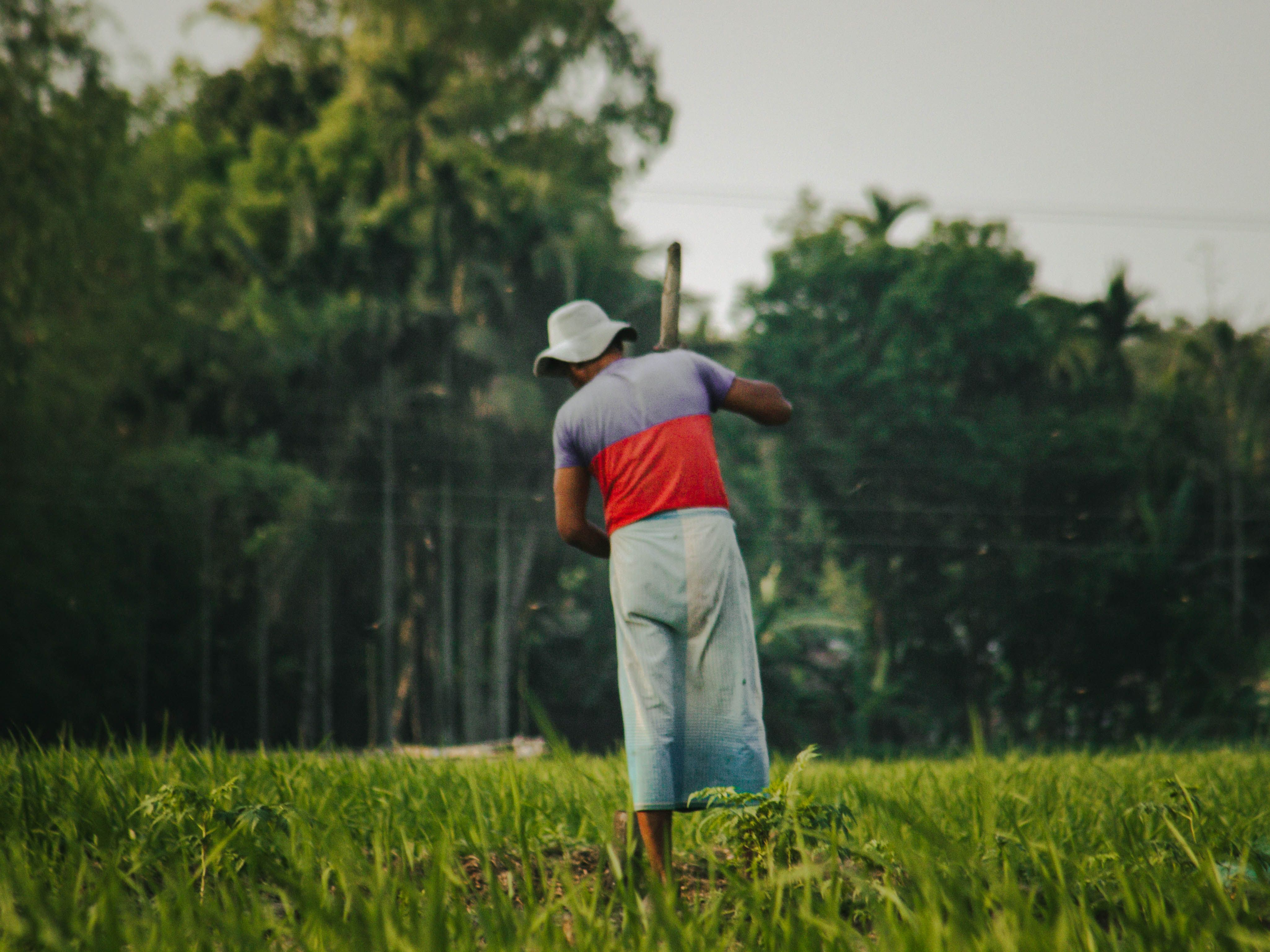 A farmer in traditional attire cultivates a green field under a clear sky, showcasing rural life.