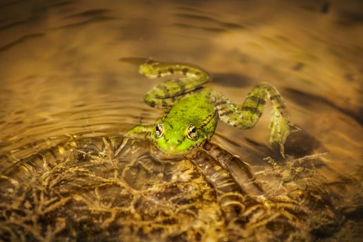 A vivid green frog rests serenely in a forest pond, surrounded by calm water and natural beauty.