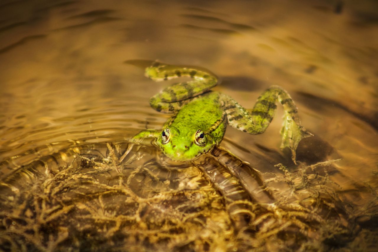 a vivid green frog rests serenely in a forest pond surrounded by calm