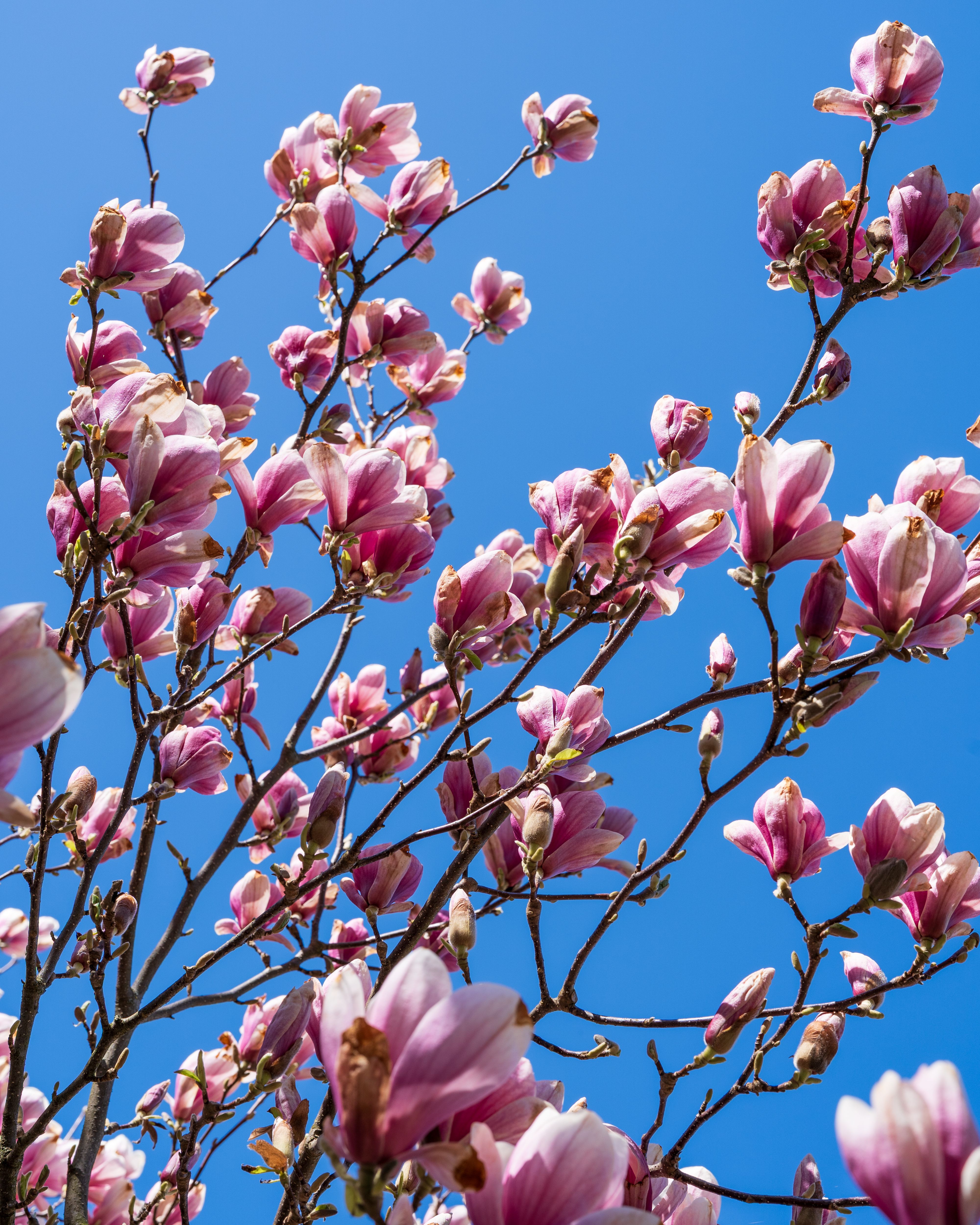 Magnolia tree