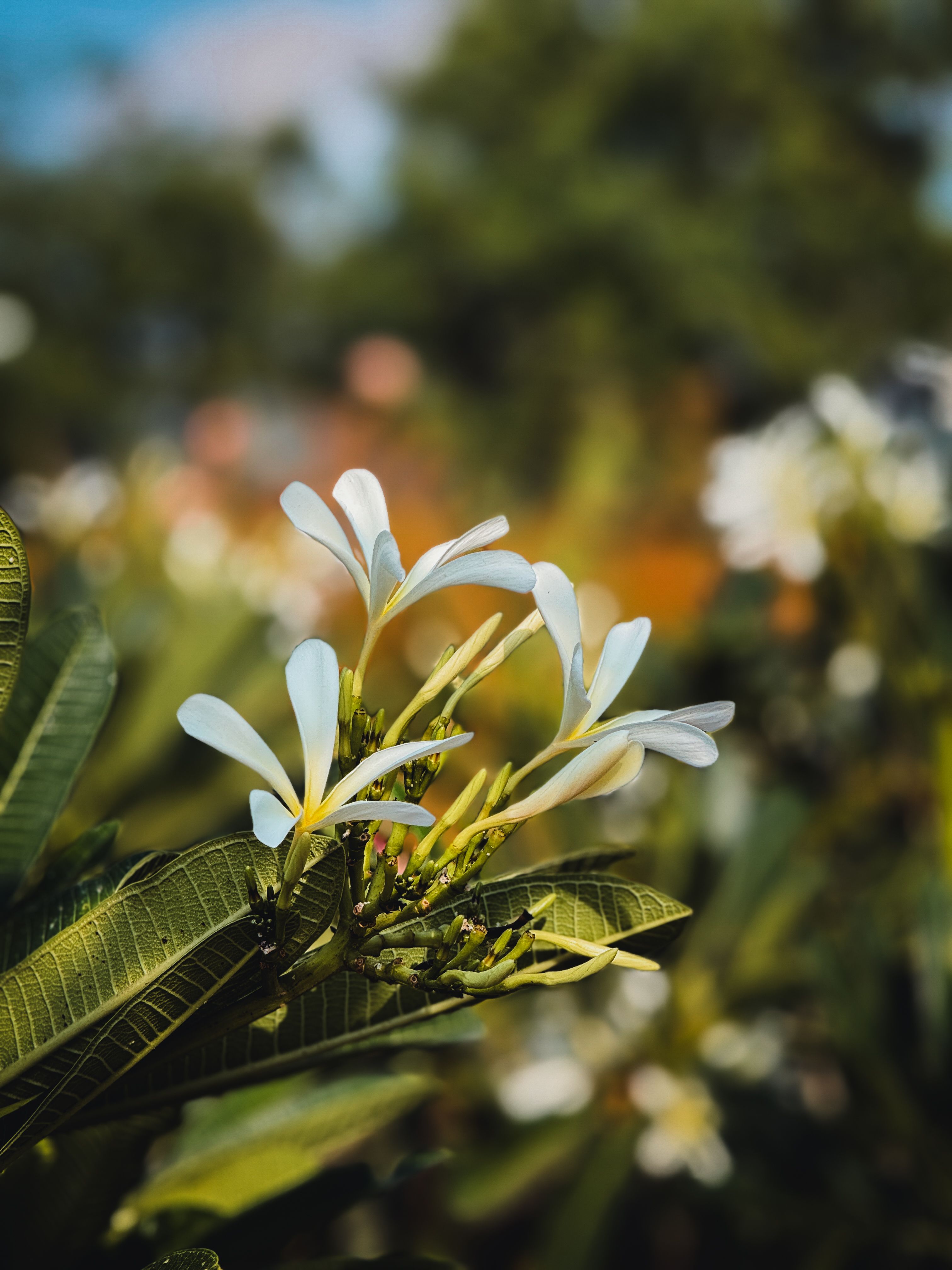 [ColoSach]-close-up-of-white-frangipani-flowers-against-a-blurred-garden-background-in-pune,-india.