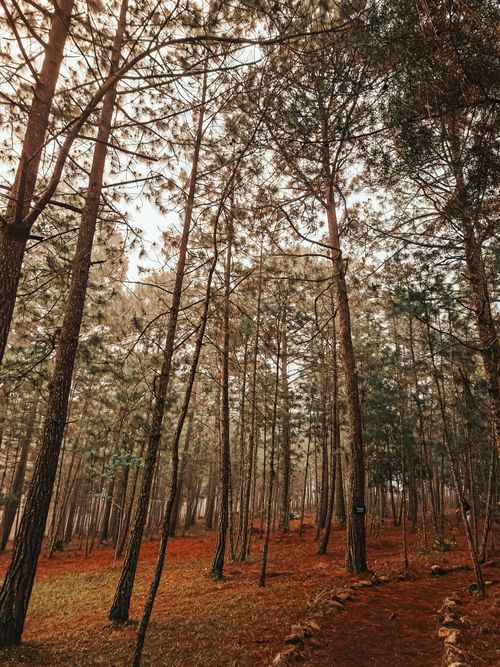 Free Tranquil coniferous forest in autumn with warm earthy tones. Stock Photo