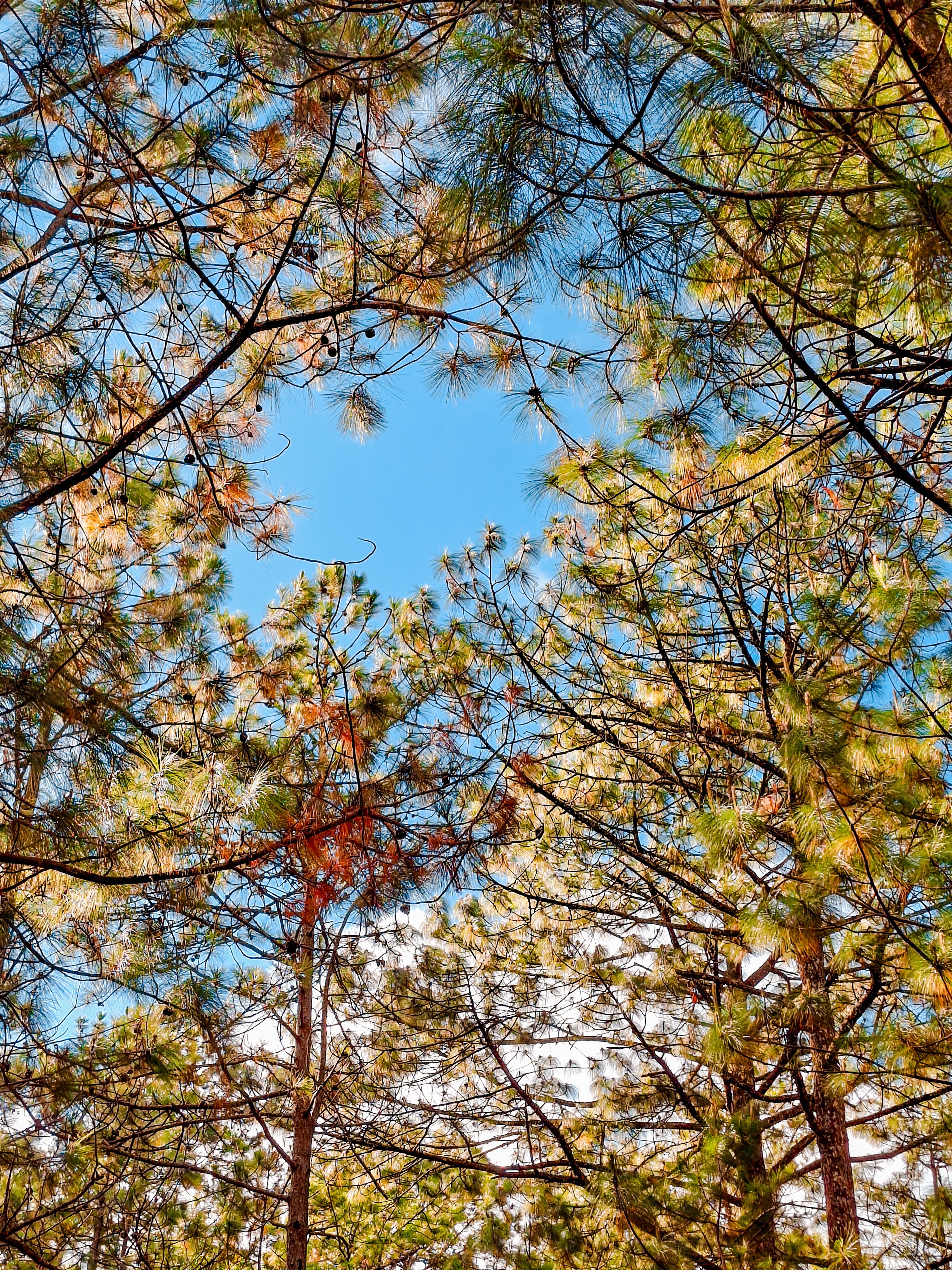 Pine Trees Under a Clear Blue Sky · Free Stock Photo