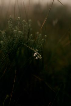 A close-up shot of an engagement ring on a plant in a dark natural setting.