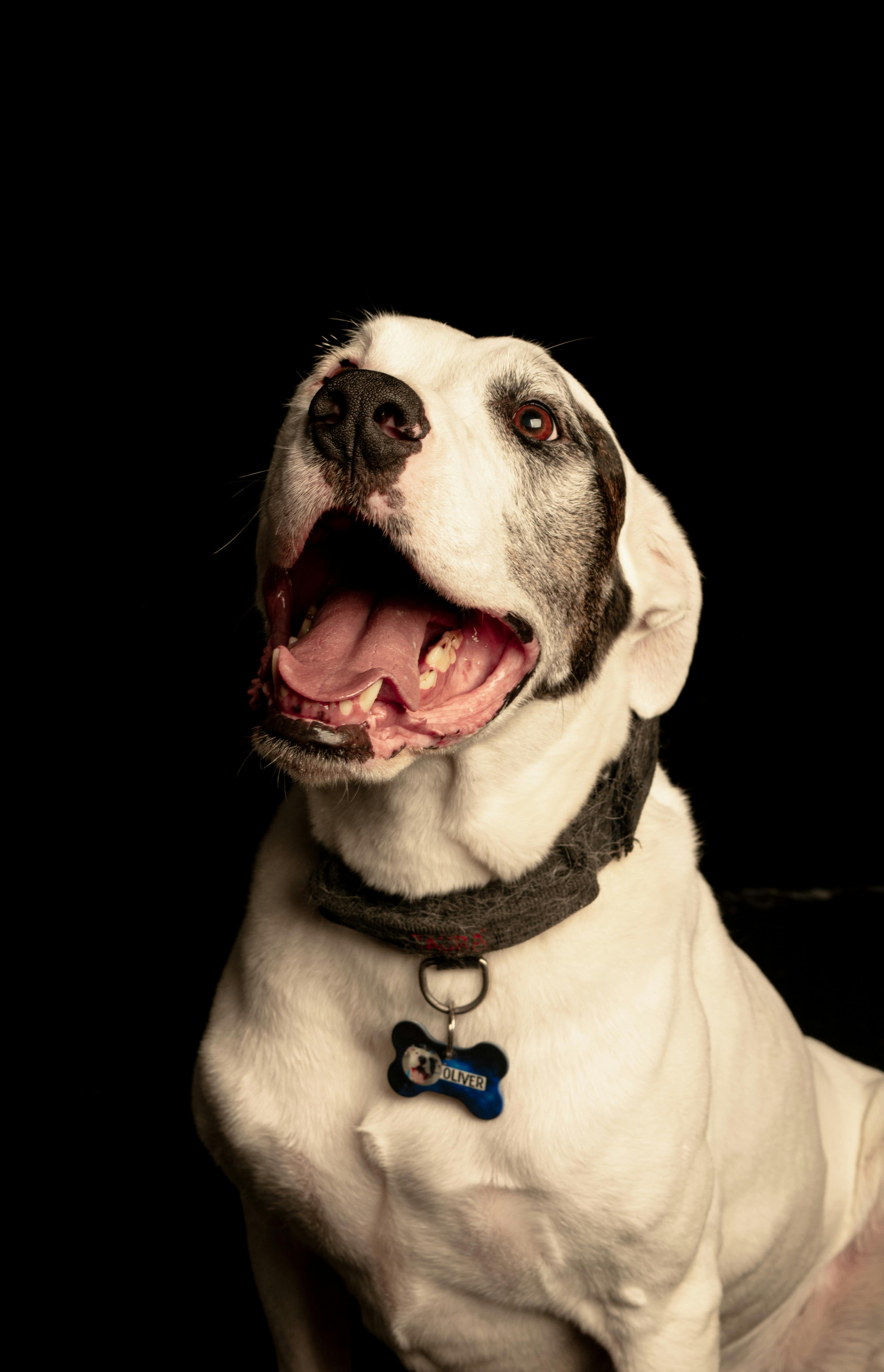 A joyful white dog posing against a black backdrop, showcasing its collar and cheerful expression.