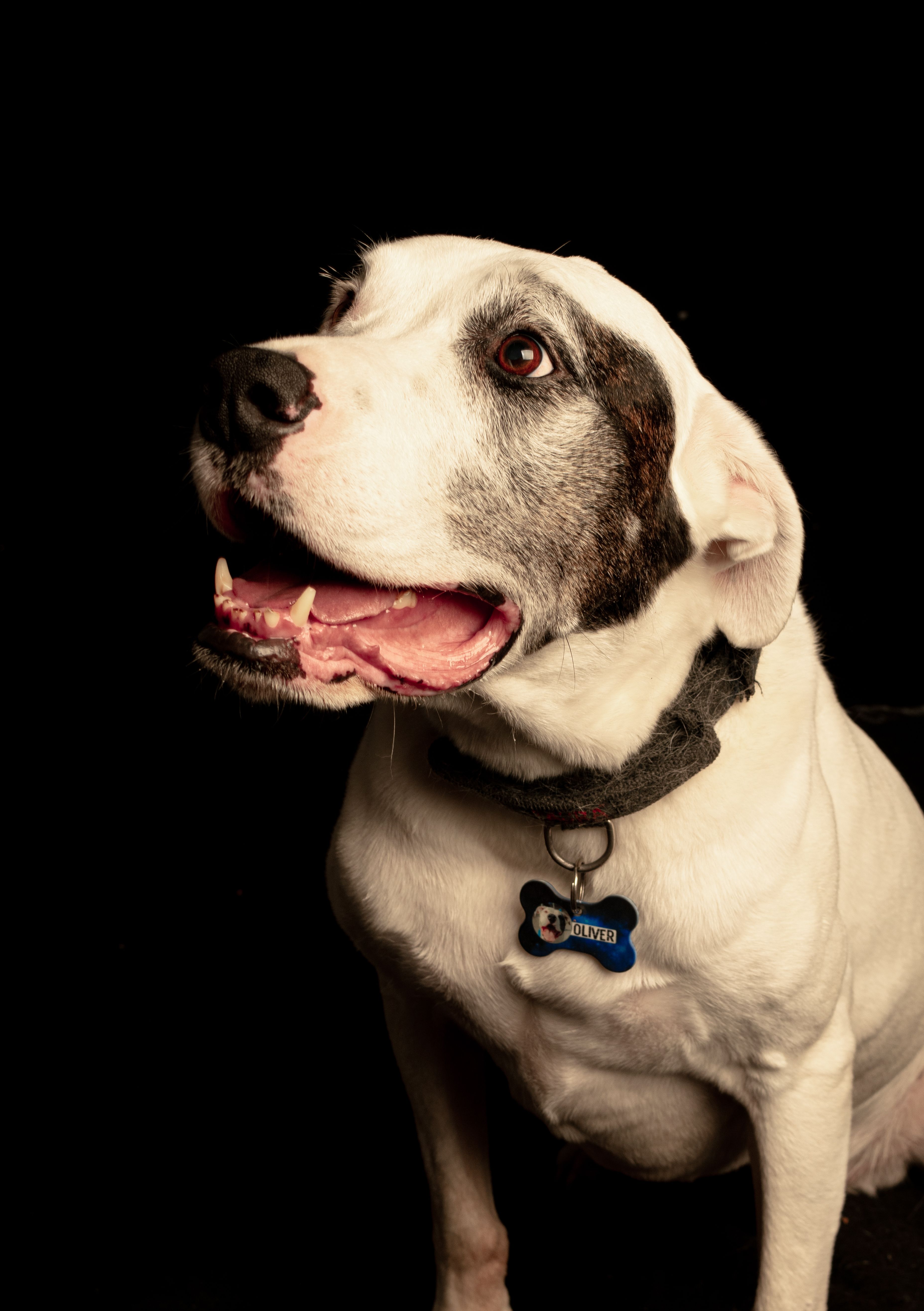 Close-up portrait of a happy mixed breed dog with a tag, on a black background.