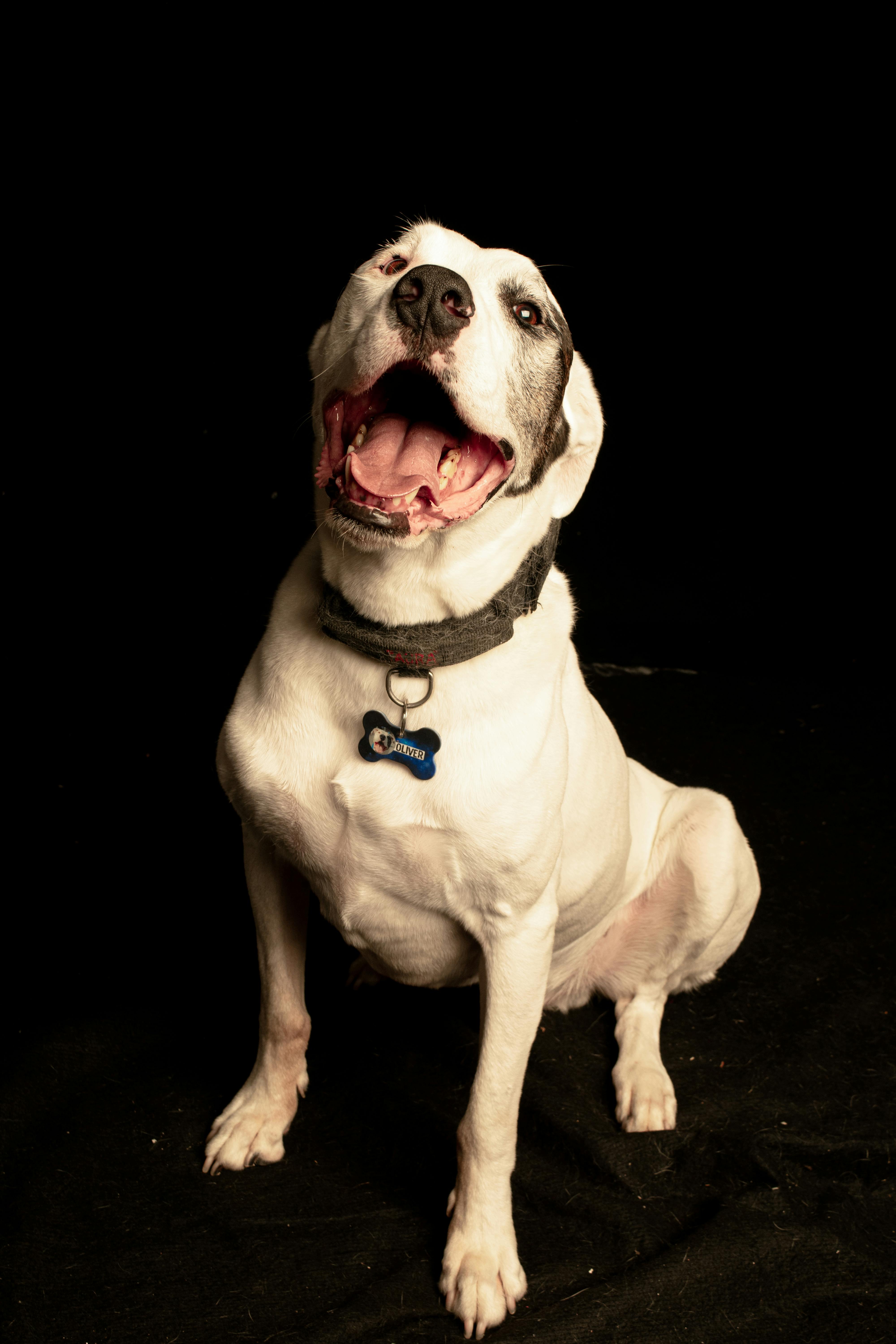 Joyful white dog with an open mouth sitting against a dark backdrop, expressing happiness.