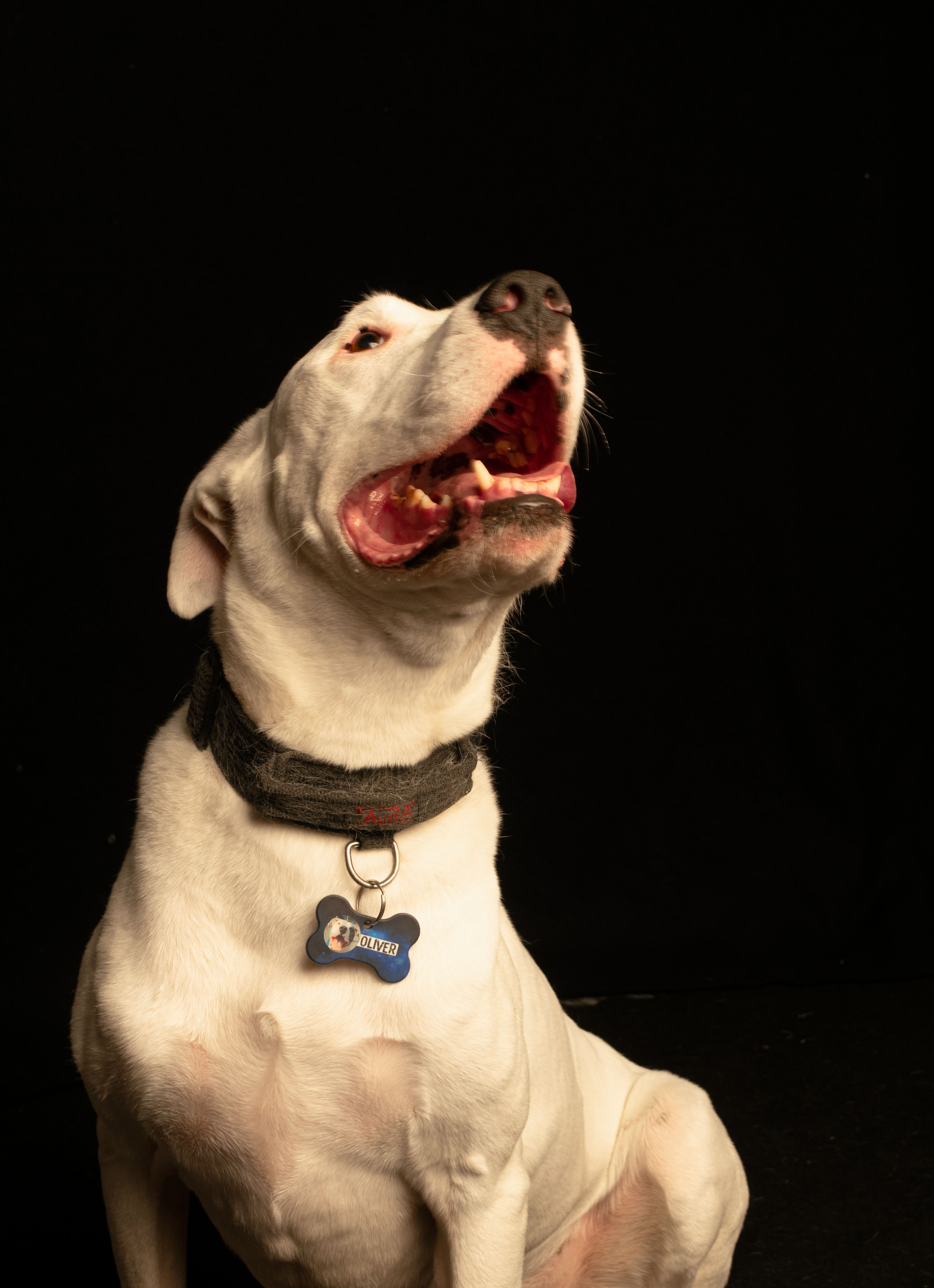 A white dog wearing a collar, looking upward with open mouth, against a black backdrop.