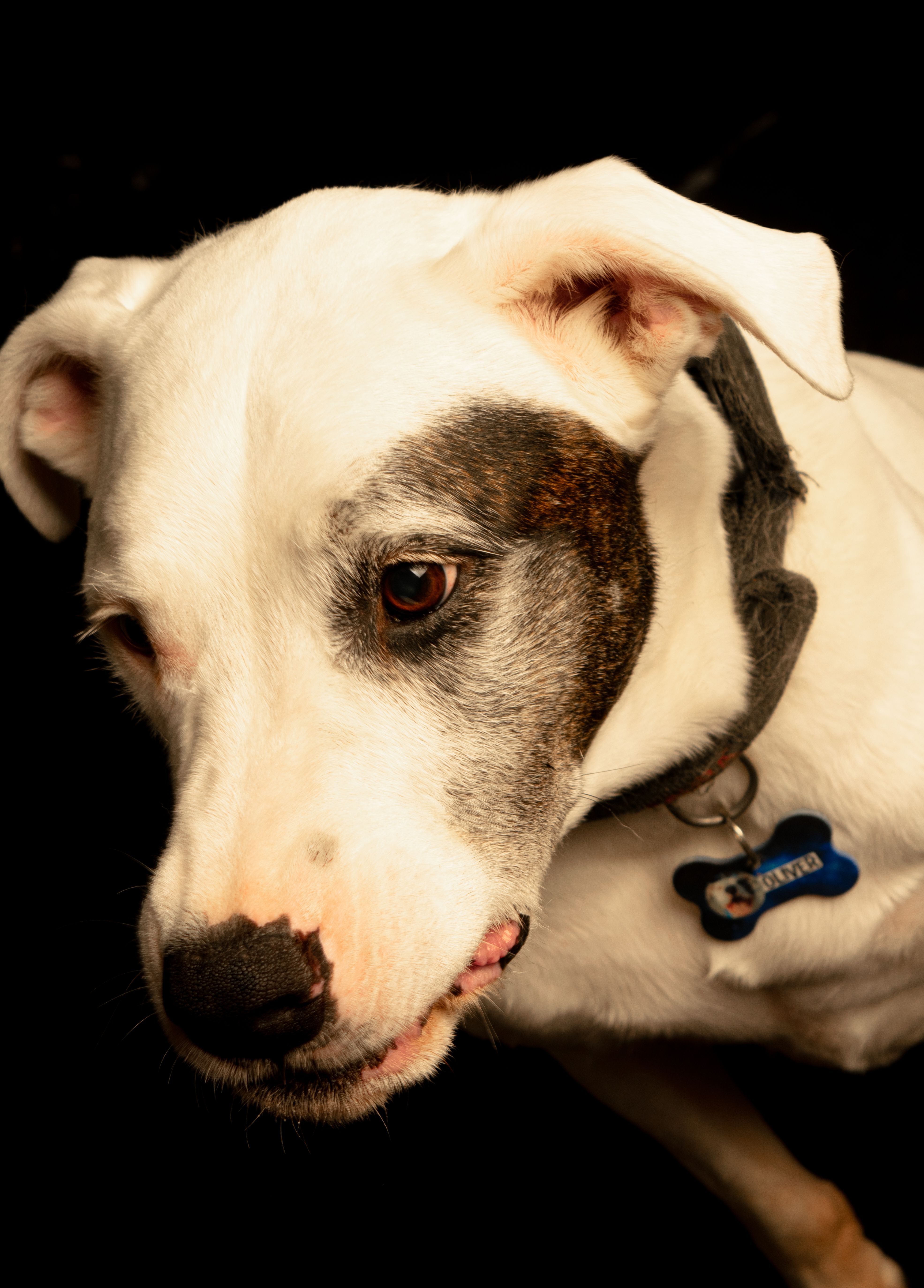 Detailed close-up portrait of a mixed breed dog with unique coloring against a black background.