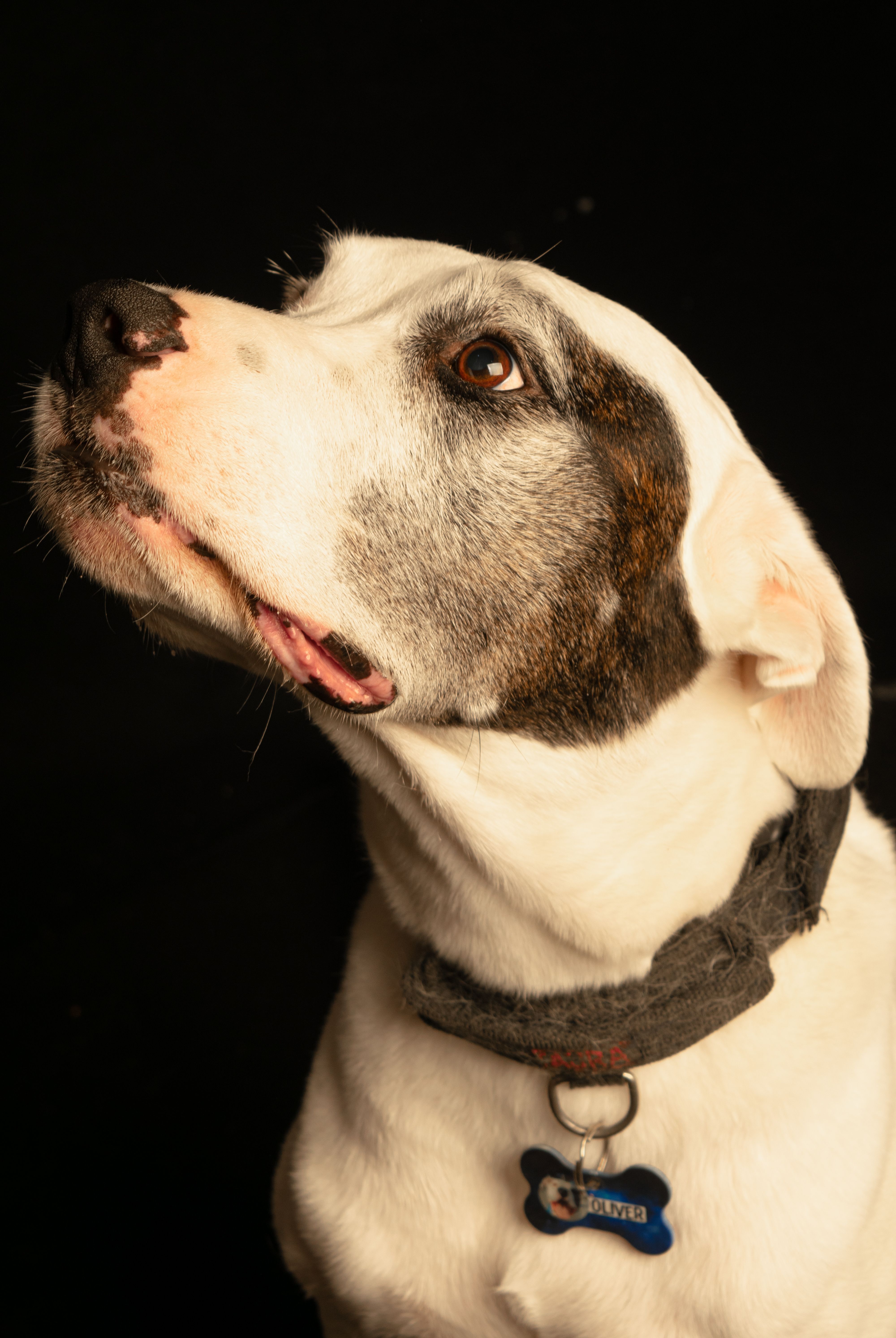 Close-up portrait of a large dog looking upwards against a dark background.