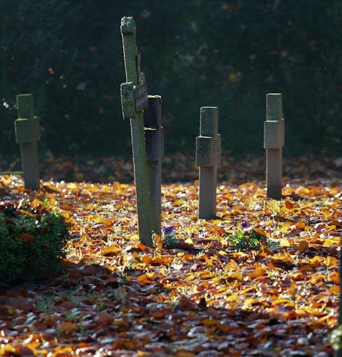 墓地の紅葉