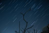 Bare Tree Under The Night Blue Sky